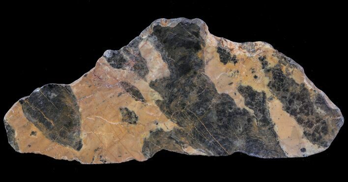 Polished, Paleoproterozoic Stromatolite (Pilbaria) - Australia #65499